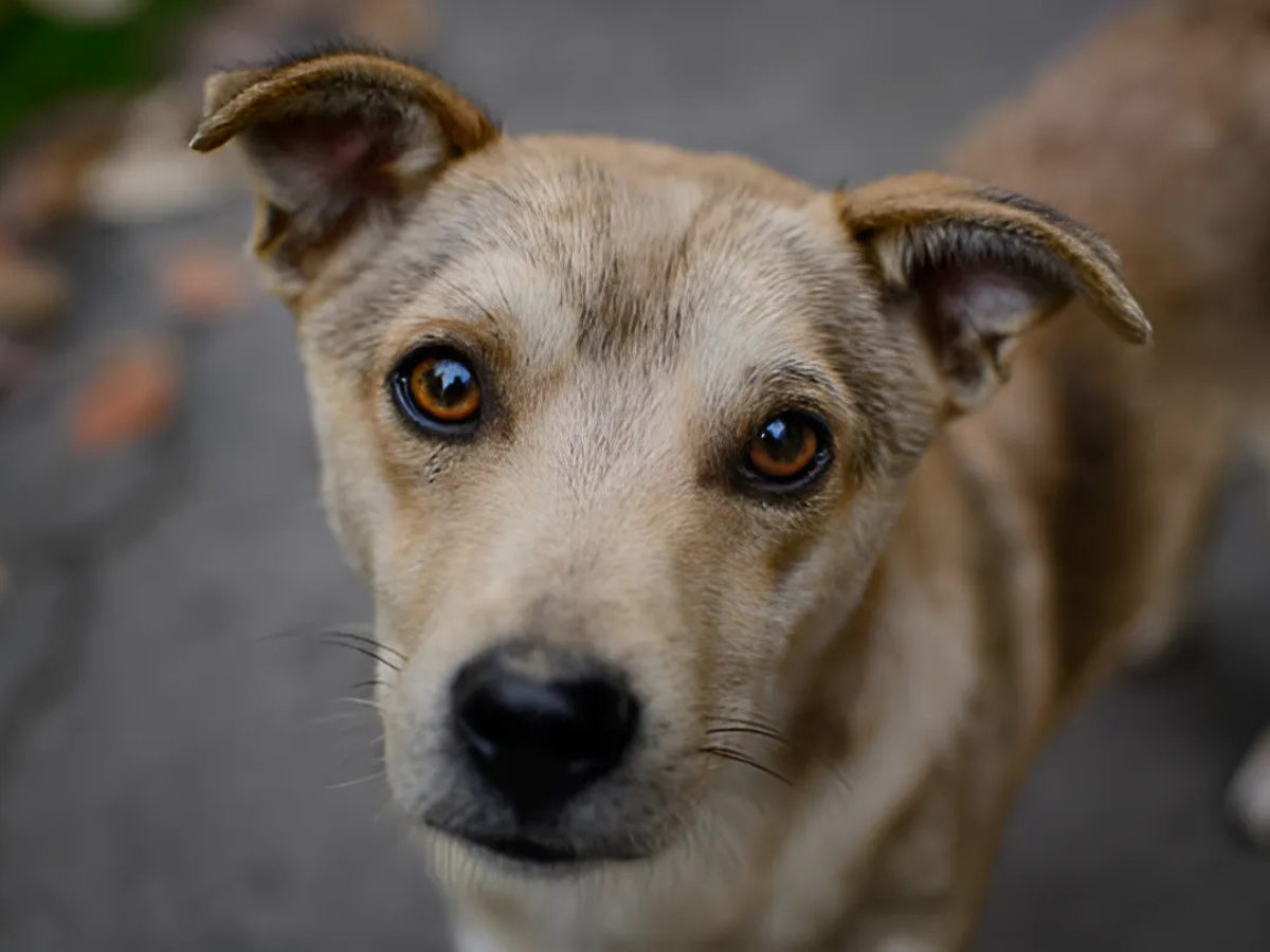 Busca PVEM crear padrón de violentadores de animales en Tabasco